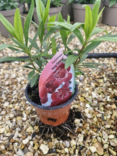 Penstemon king george - 1, 'king
