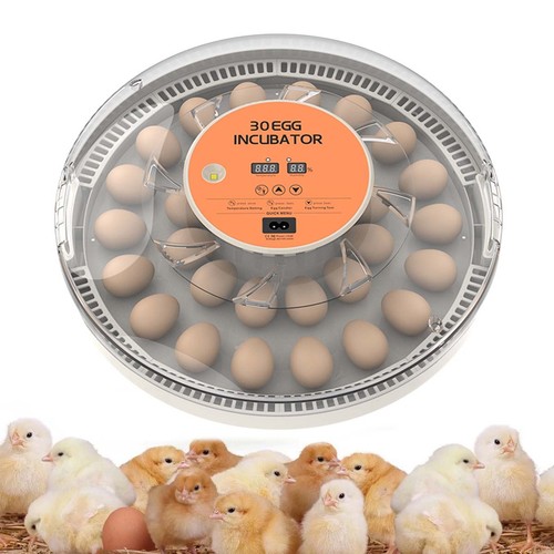 Eggs fully automatic - eggs,