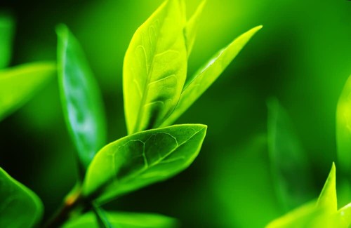Tea tree seeds for - tea,