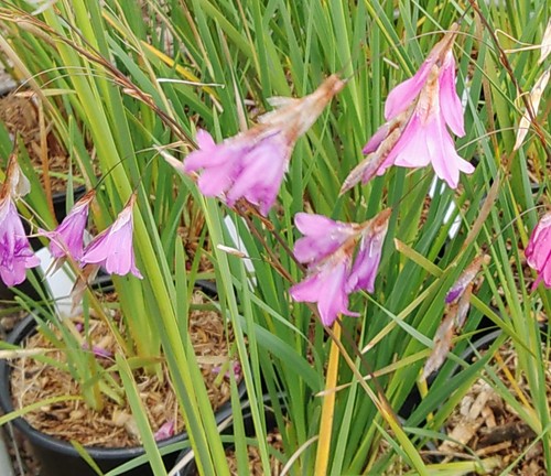 Dierama plant angel fishing - dierama,