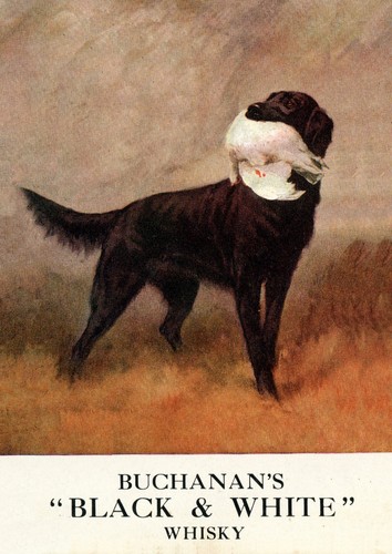 Flat coated retriever - flat, dog