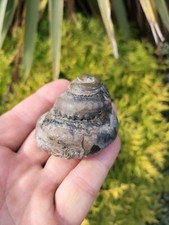 LARGE RARE PLEURTOMARIA GASTROPOD AMMONITE WHITBY YORKSHIRE  FOSSIL