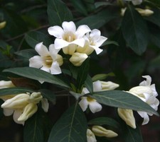 Rothmannia Globosa - 10 Seeds