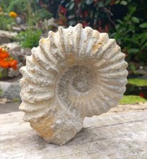 Large Fossil Ammonite