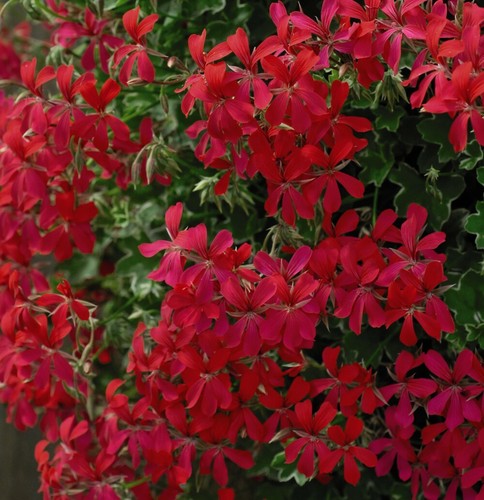 Geranium balcon red garden - t&m,