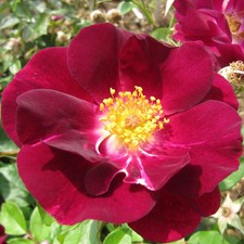 Night Owl - 5.5lt Potted Climbing Garden Rose - Velvety Purple - Fragrant