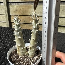 Pachypodium Horombese