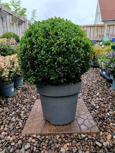 Xxl buxus ball box - , |