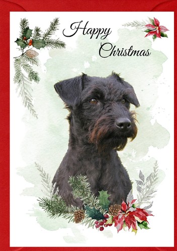 Patterdale terrier dog - terrier,