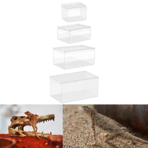 Reptile feeding box acrylic - box,