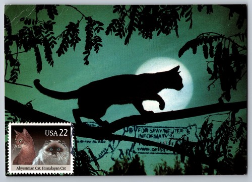 2373 cats abyssinian - #2373,