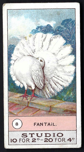 Smith fowls pigeons - fowls,,