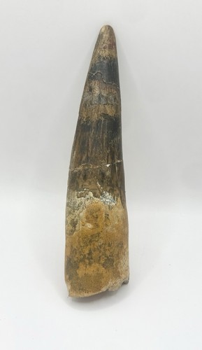 Spinosaurus tooth fossil - tooth, 5