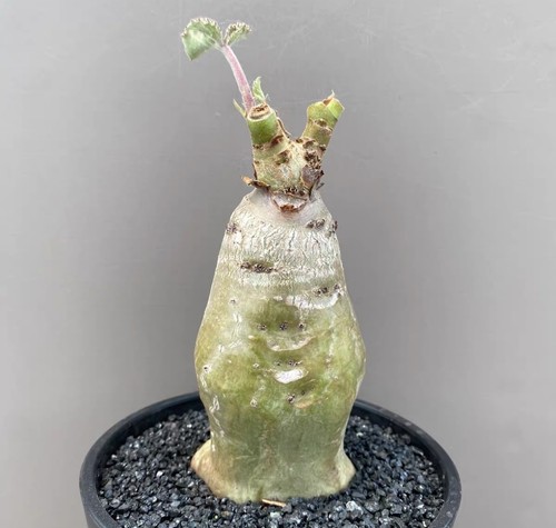 6cm rarelive house plant - rarelive,