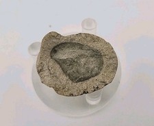 Egg Fossil Permineralized