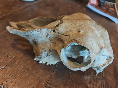 Common sheep skull taxidermy - sheep,