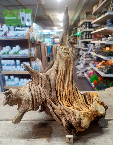 Derwen oak bogwood 45cm - bogwood, 19-45cm