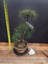 Cork Bark Japanese black pine
