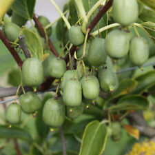 Kiwi 'Nekita'. 5cm Plant x 2