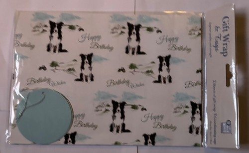 Border collie dog happy - dog,