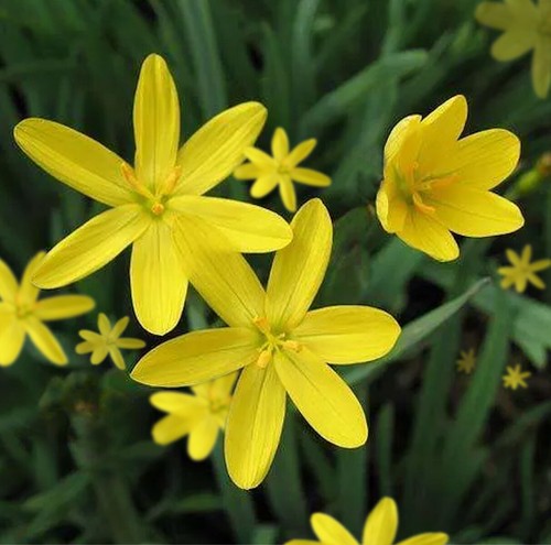 Yellow dwarf iris sisyrinchium - yellow,