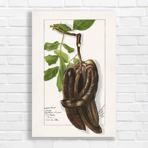 Botanical illustration - botanical,