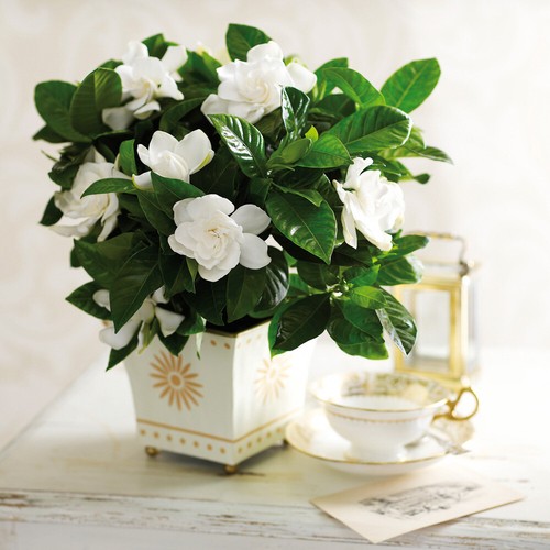 Gardenia house plant - house,