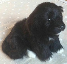 Realistic Black Labrador