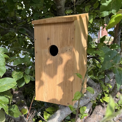 Woodpecker nest box - woodpecker,