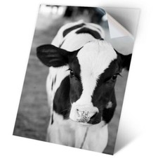 1 x Vinyl Sticker A2 - BW - Baby Calf Cow Farm Animal #35581