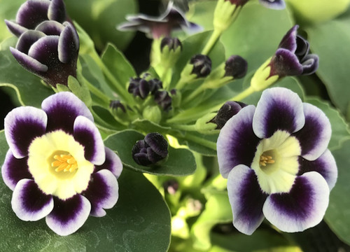 Primula auricula blue yoddler - primula,