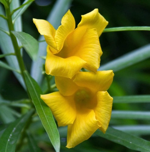 Thevetia peruviana yellow - thevetia,