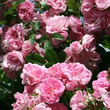 Climbing Rose - SUPER FAIRY -