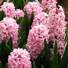 10 Hyacinth *Fondant Bedding* Spring Flowering Bulbs