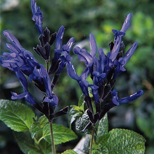Salvia black and blue - salvia,