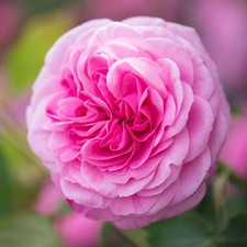 GERTRUDE JEKYLL - DAVID AUSTIN
