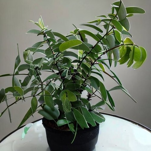 Lemon eucalyptus tropical - eucalyptus,