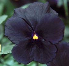 Viola black plug plants garden