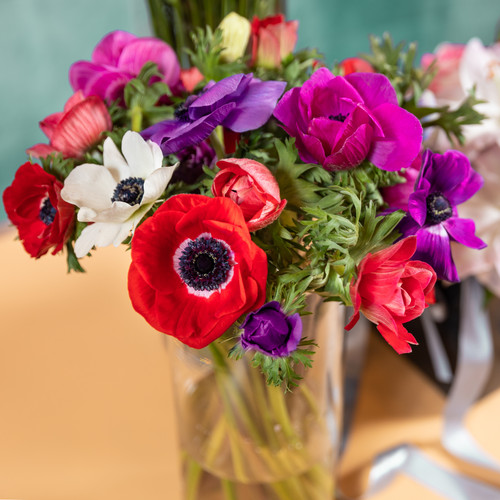 100 anemone caen mixed - de,