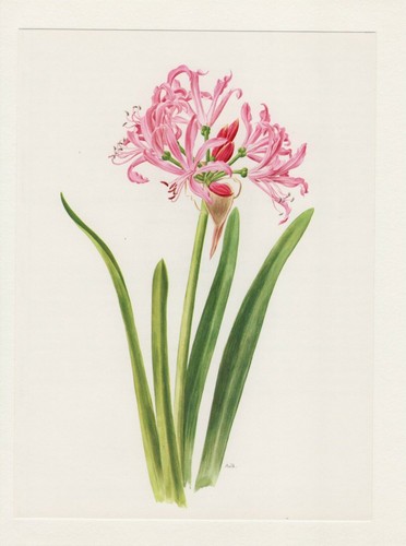 Guernsey lilies nerine - lilies,
