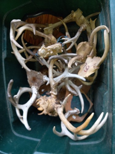 Lot real deer antlers - lot,