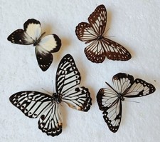  Butterfly Collection Set x4