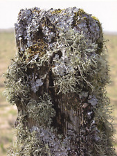 HEBRIDEAN SMOKEHOUSE  - LICHEN