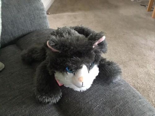 Cat grey white - cat,