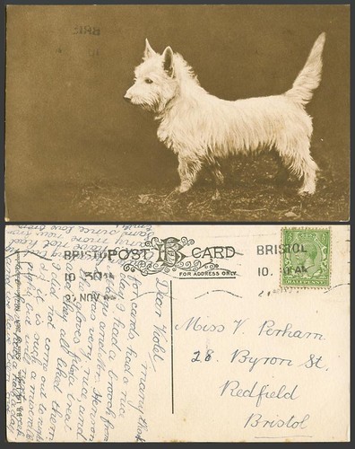 West highland white - west,