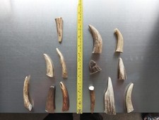 Red Deer Antler Stag pieces x