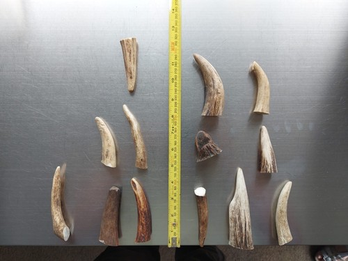 Red deer antler stag pieces - red,