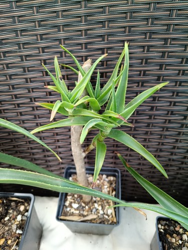 Aloe striatula succulent plant - striatula,