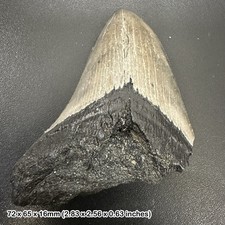 Authentic Carcharodon