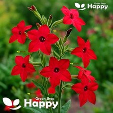 FLOWERING TOBACCO CRIMSON